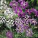 Dianthus Superbus Hybrids Cut Flower Mix