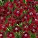 Dianthus Superbus Red Cut Flowers