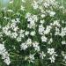 Dianthus Superbus White Cut Flowers