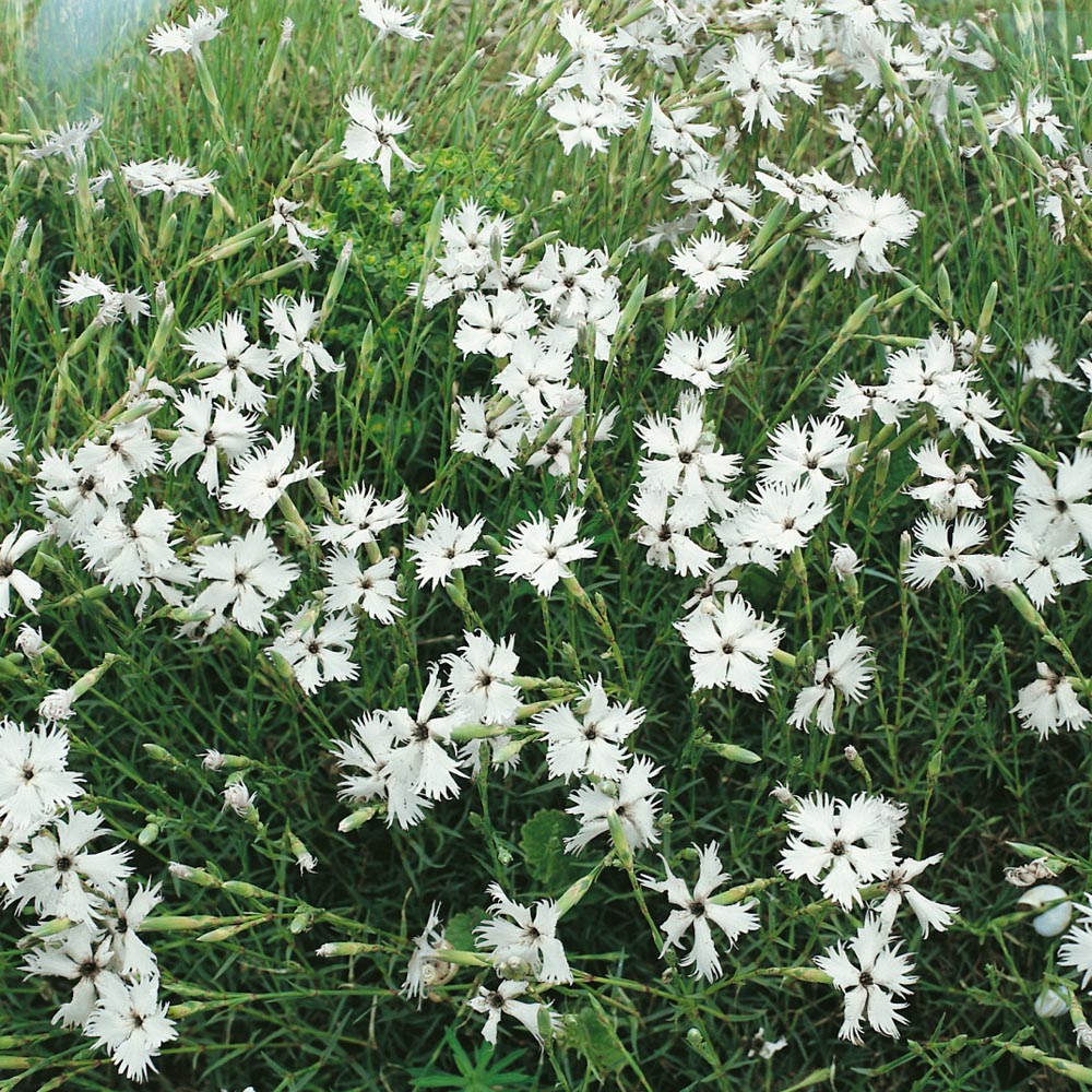 Dianthus Seeds White Dianthus Superbus Flower Seeds