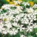 Dianthus Superbus White Container Flowers