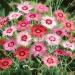 Dianthus Plumaris Sweetness