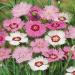 Dianthus Plumaris Sweetness Flowers