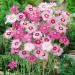 Dianthus Sweetness Garden Flower