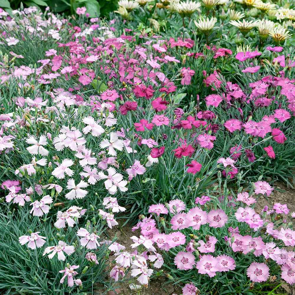 Dianthus Seed Dianthus Plumarius Sweetness Ground Cover Seeds