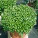 Dichondra Emerald Falls Garden