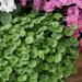 Dichondra Emerald Falls Container Plants