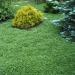 Dichondra Groundcover Seed