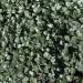 Dichondra Silver Falls Ground Cover Plants