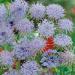 Blue Lace Flower Plant