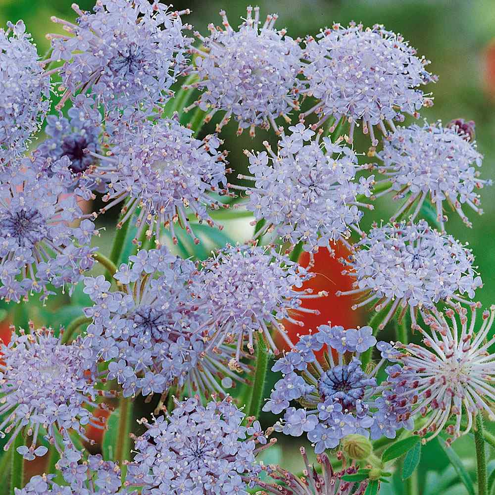 Blue Lace Flower Plant