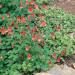 Eastern Red Columbine Meadow