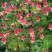 Eastern Red Columbine Outdoors