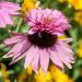 Echinacea Purpurea Doubledecker Cut Flowers