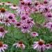 Echinacea Purpurea Double Decker Flowers