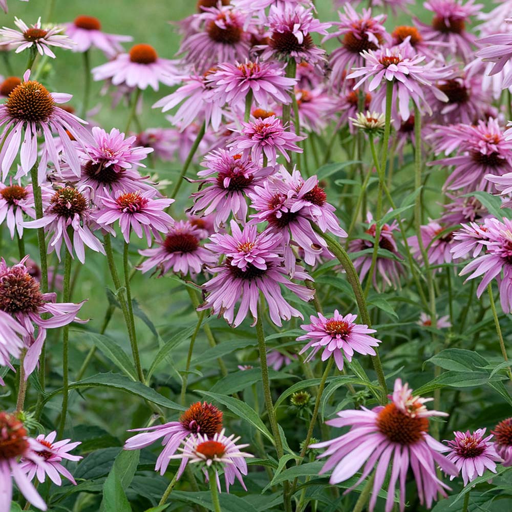 Sturdy Cut Flowers