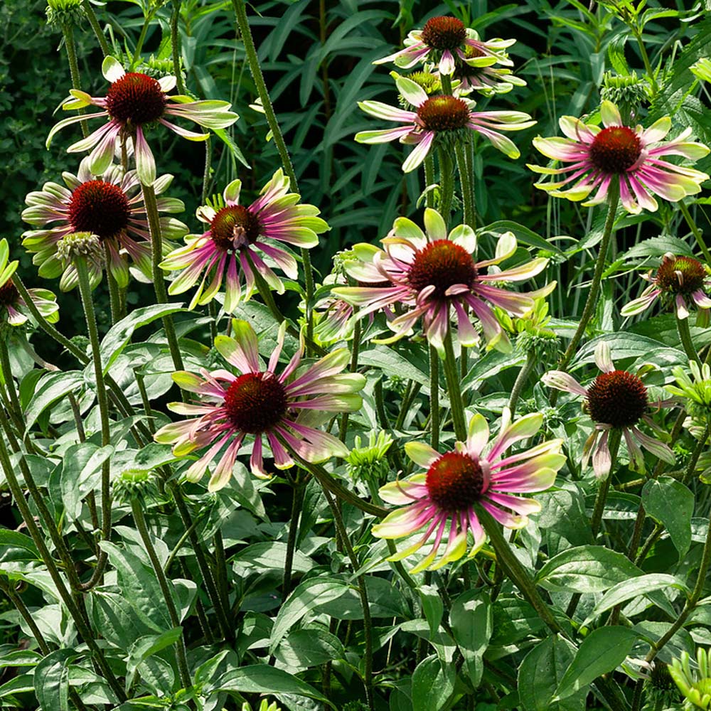 Outsidepride Coneflower 'Green Twister'