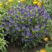 echium blue bedder flowers