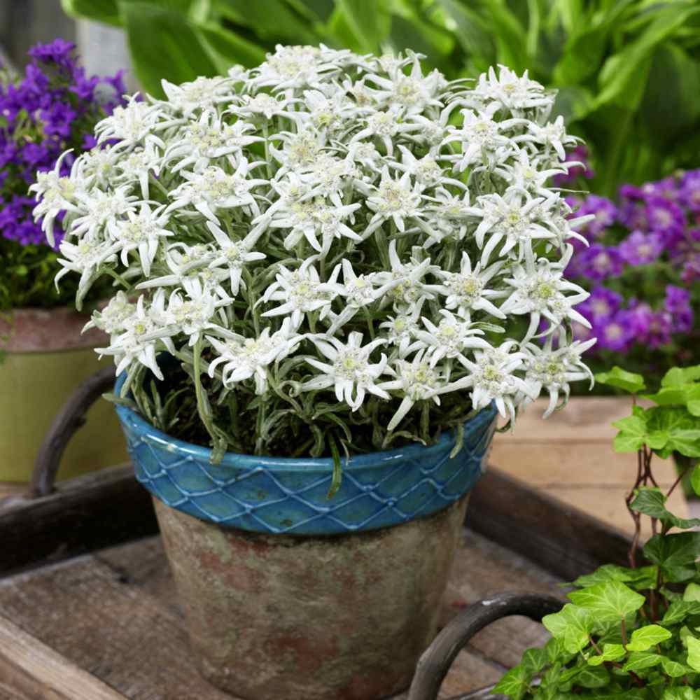 Edelweiss Groundcover Stonecrop