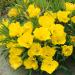 Yellow Evening Primrose Wild Flowers