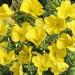 Evening Primrose Wildflowers