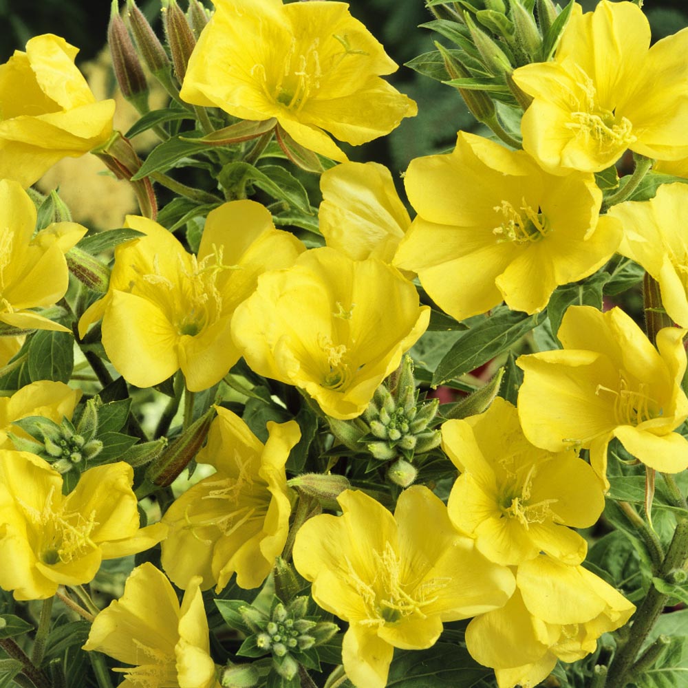 Primrose Seeds Oenothera Evening Primrose Flower Seed