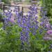 blue false indigo flowers