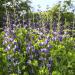 Blue Falso Indigo Flowers