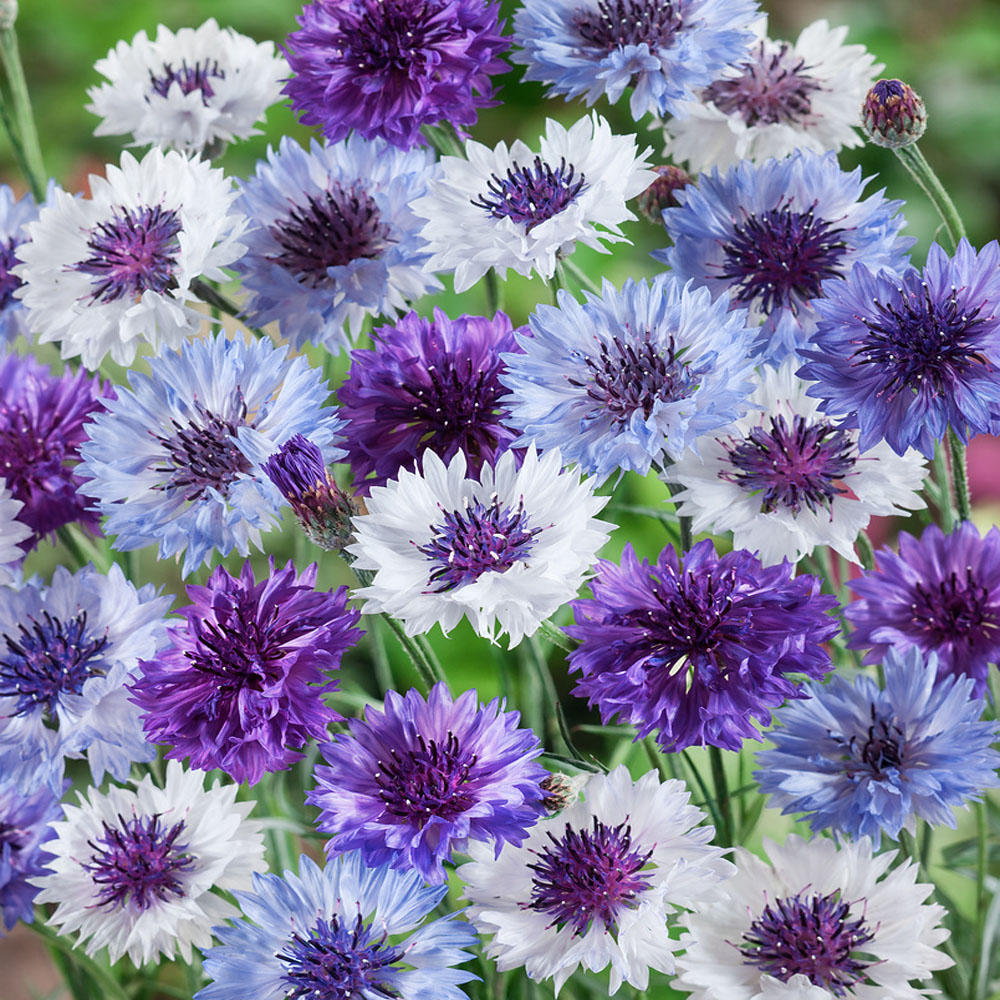 Centaurea Cyanus Fantastic Mix Flowers