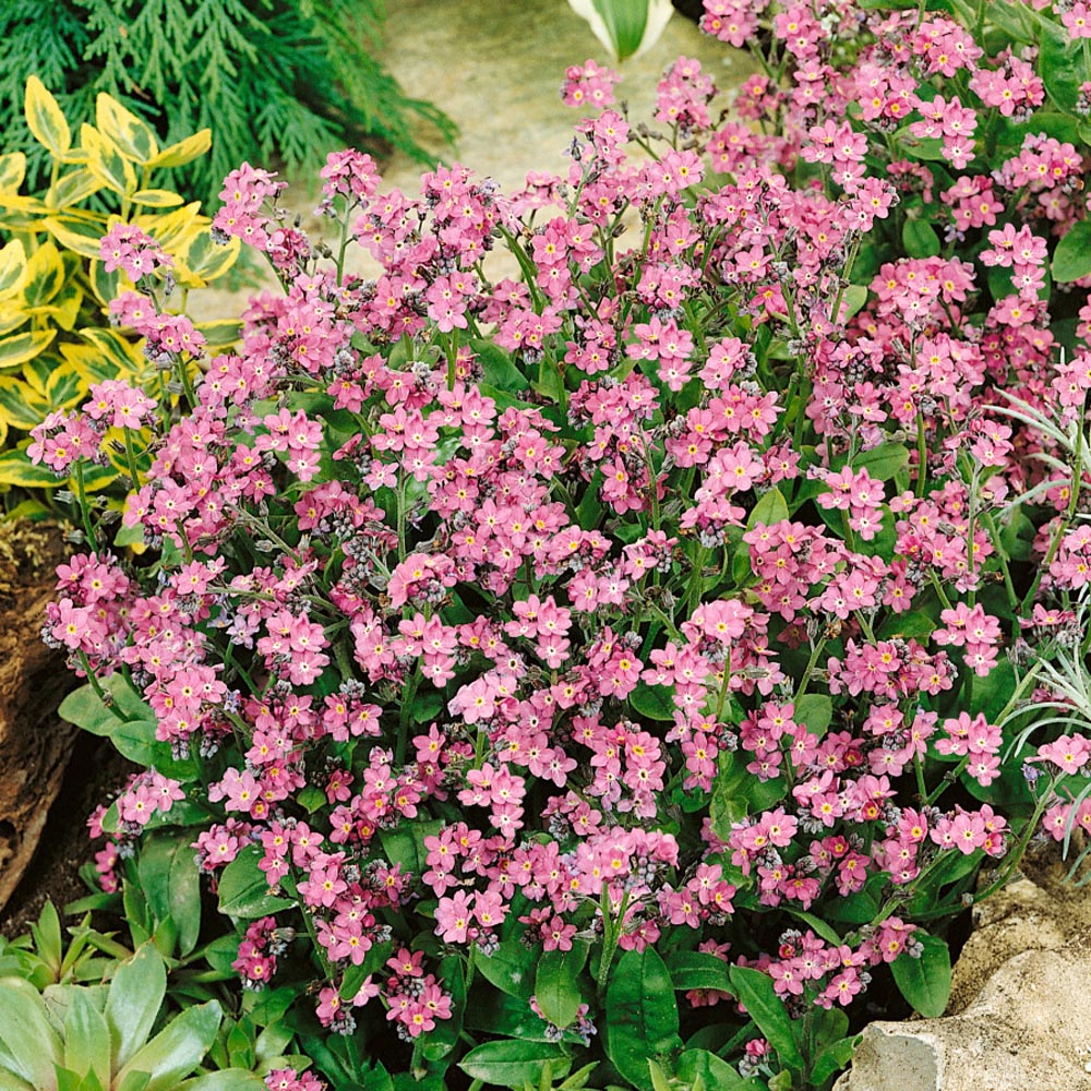 Forget Me Not Pink Garden Flowers