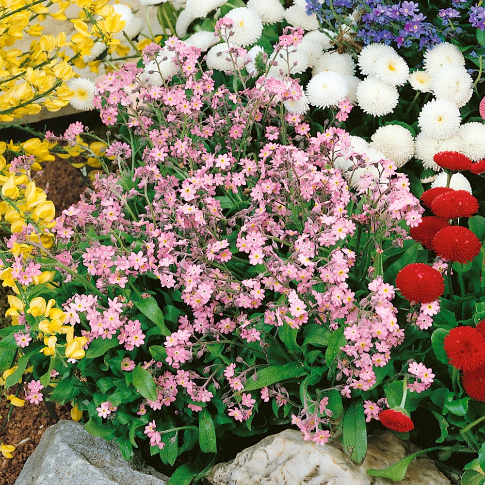Forget Me Not Pink Plants