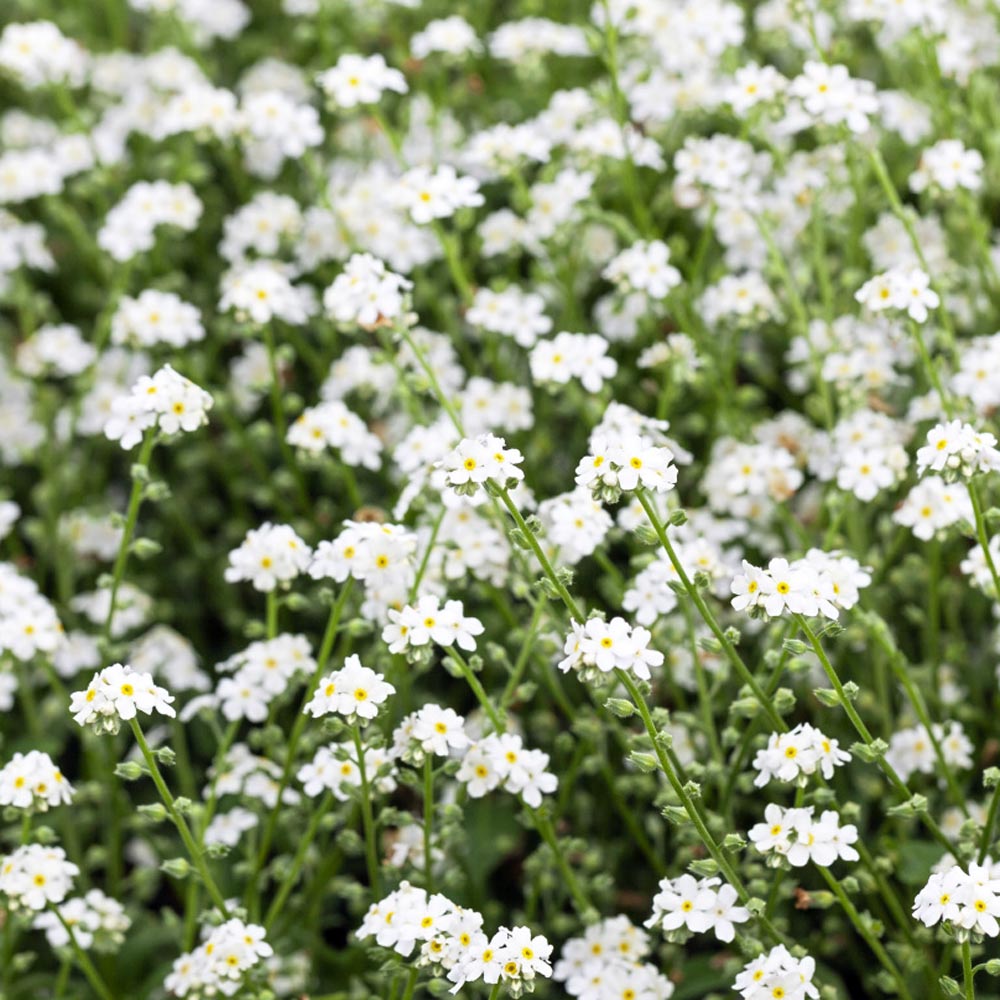 Forget Me Not White Wild flowers