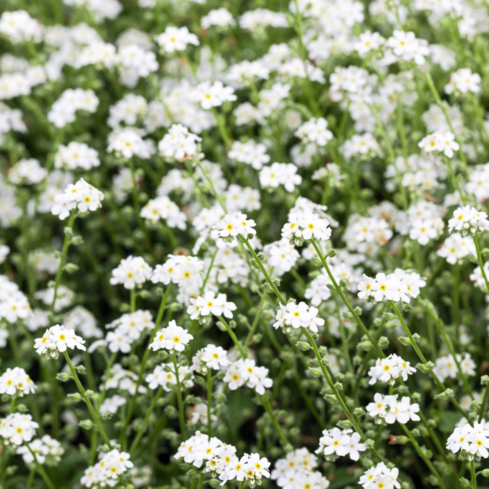 White Forget Me Not Flower Seed