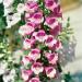 Digitalis Candy Mountain Flowers