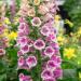 Digitalis purpurea Candy Mountain Flowers