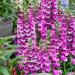 Foxglove Dalmation Purple Flowers