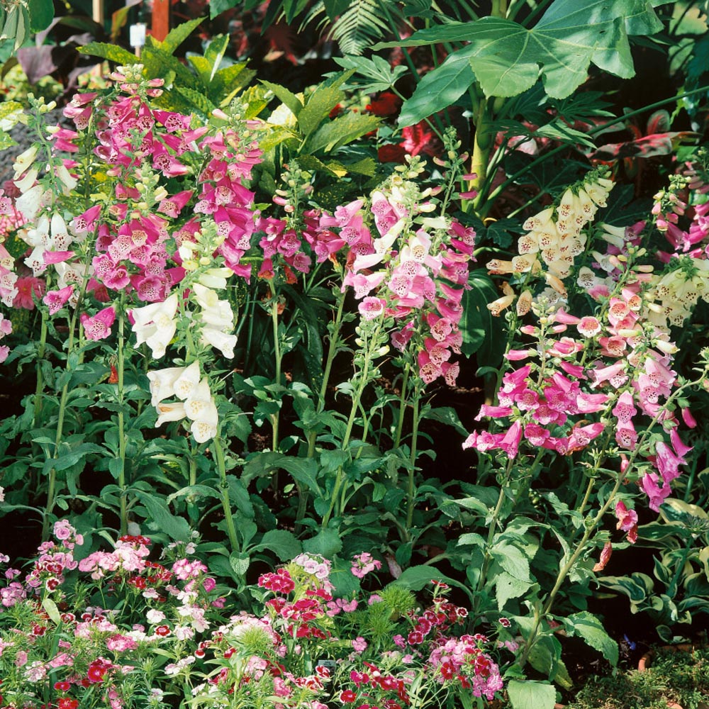 digitalis purpurea foxy