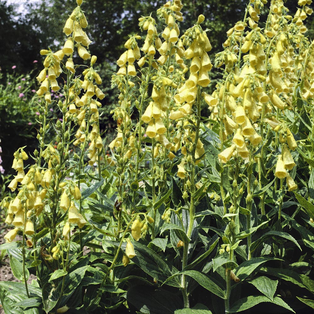 Foxglove Seeds Digitalis Yellow Wildflower Seed