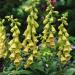 Foxglove Seeds - Digitalis Yellow Wildflower Seed