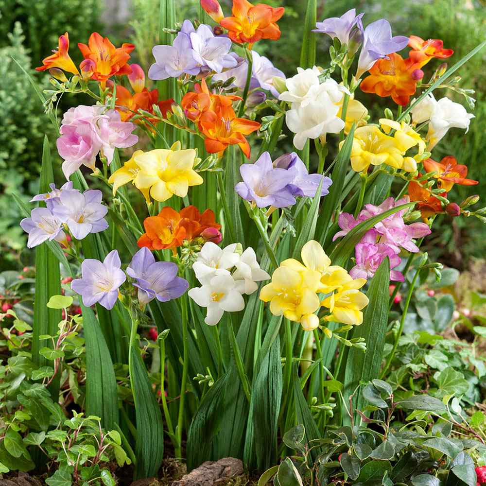 Freesia Champion Mix