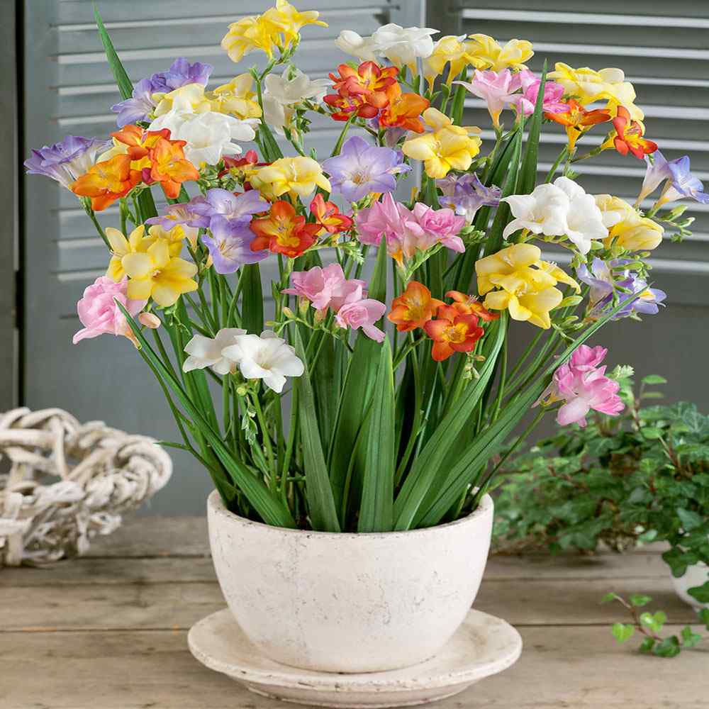 Freesia Flower Seed Mix