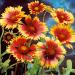 Gaillardia Bremen Garden Flowers