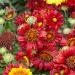 Gaillardia Mesa Red Flower Seeds