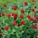 Gaillardia Pulchella Red Garden Flowers