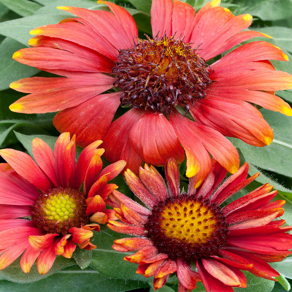 Gaillardia Aristata Arizona Red Shades Drought Tolerant Blanket Flower