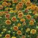 Gaillardia Bicolor Wildflowers