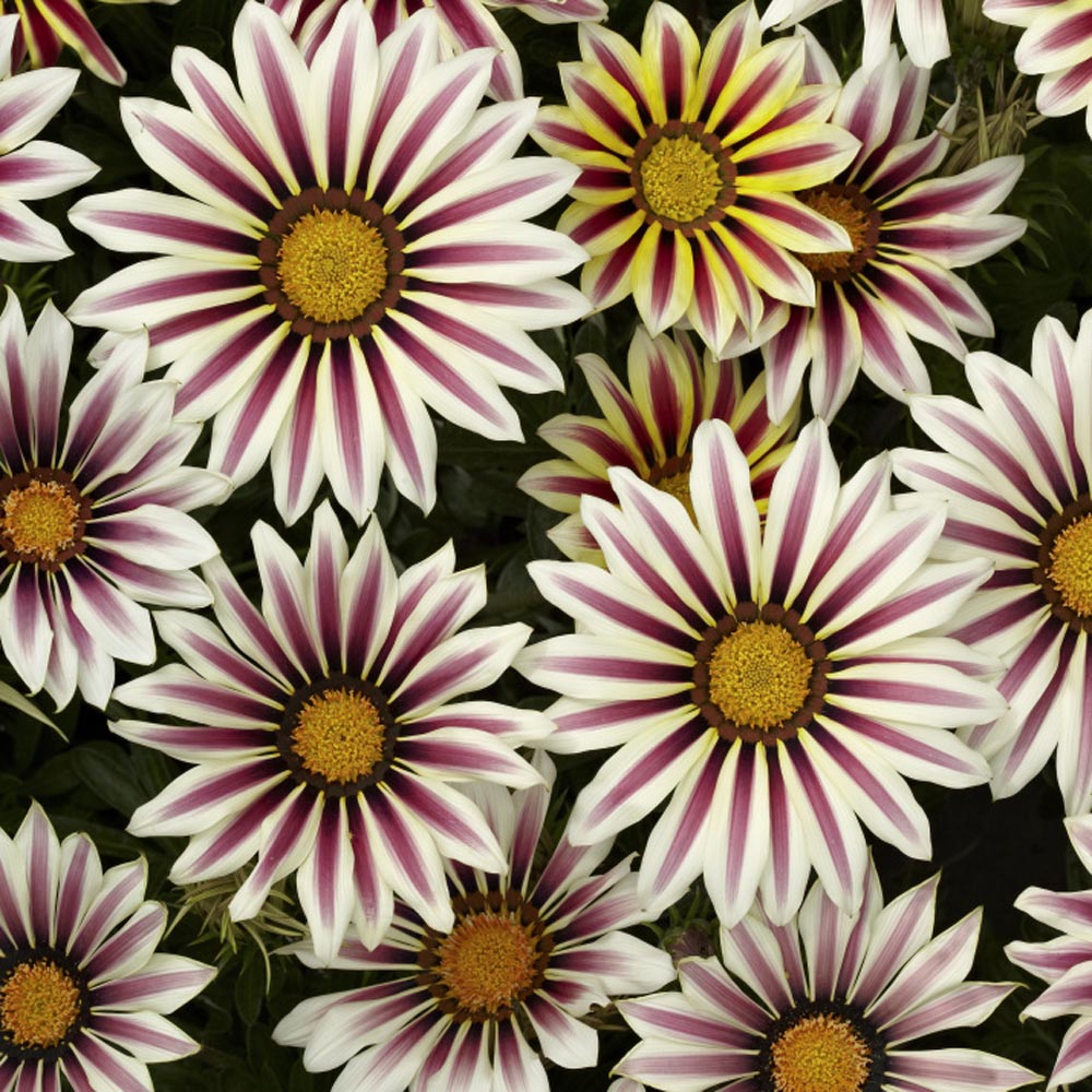 Gazania Big Kiss White Flame Flowers