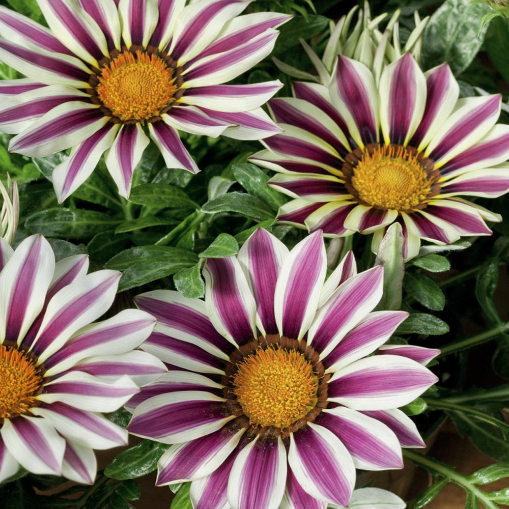 Gazania Big Kiss White Flame Garden Flowers