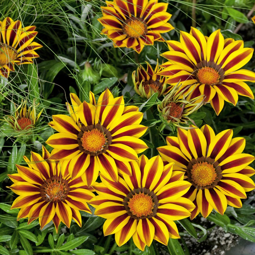 Gazania Big Kiss Yellow Flame Flowers