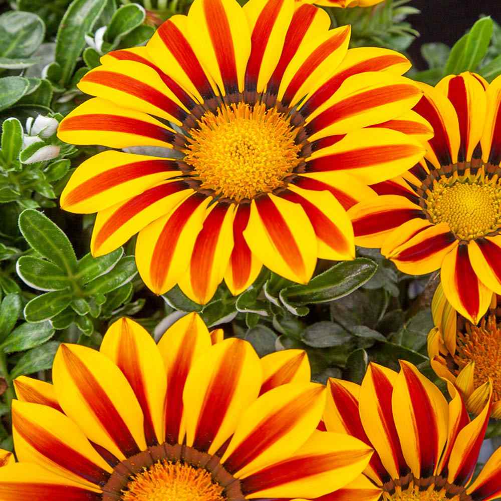 Gazania Yellow Drought Tolerant Ground Cover